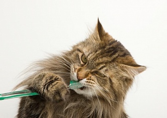 Чистка зубов у кошек